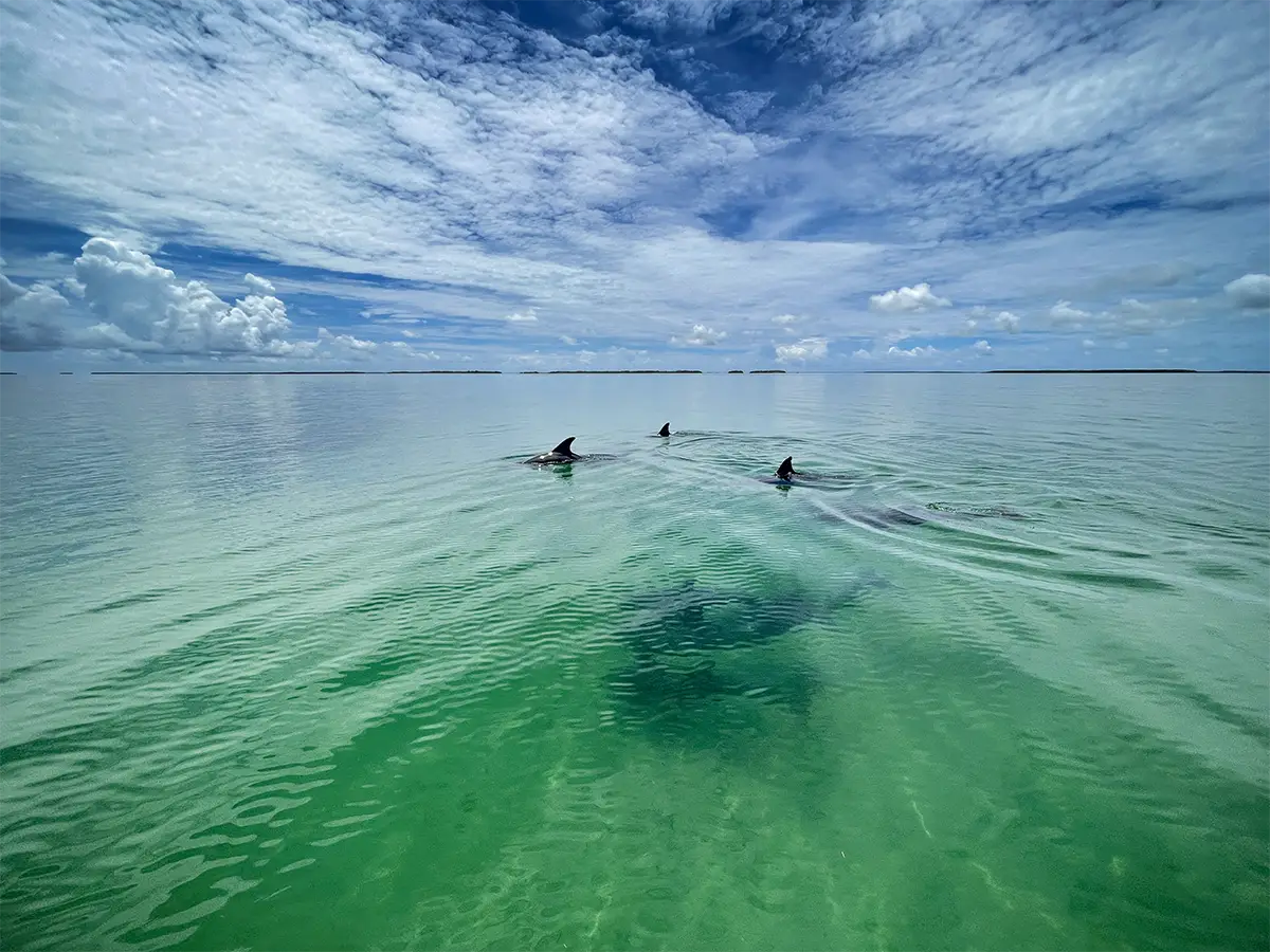 Combo snorkeling and sandbar trip in the Florida Keys